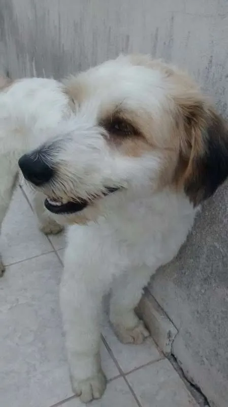 Cachorro ra a SRD idade 3 anos nome Scobby