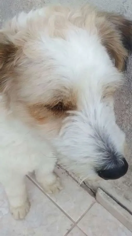 Cachorro ra a SRD idade 3 anos nome Scobby