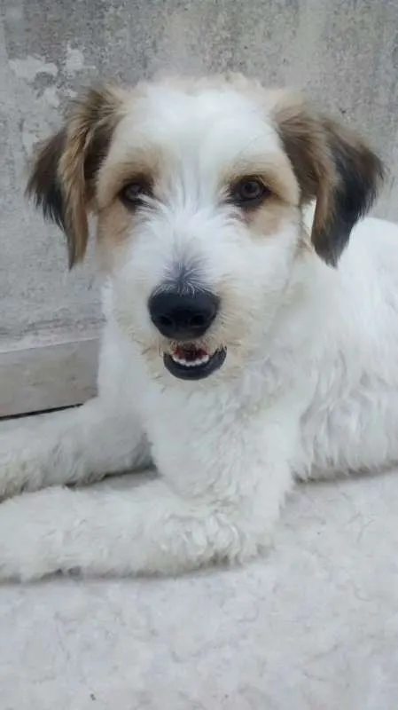 Cachorro ra a SRD idade 3 anos nome Scobby