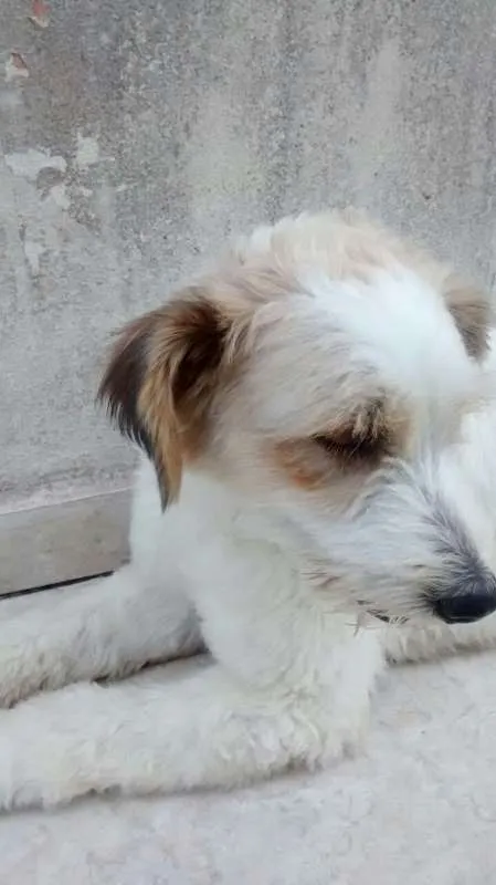 Cachorro ra a SRD idade 3 anos nome Scobby
