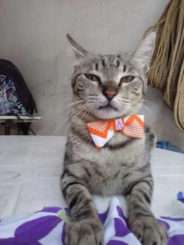 Gato ra a European shorthair  idade 1 ano nome Jovem europeia