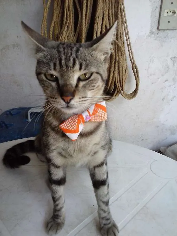 Gato ra a European shorthair  idade 1 ano nome Jovem europeia