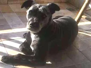 Cachorro raça SRD idade 5 anos nome Max
