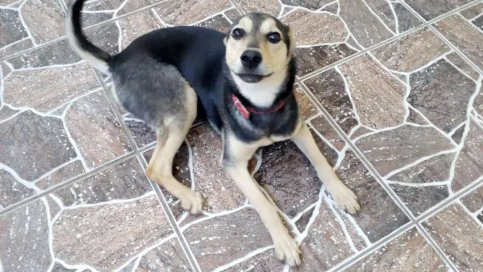 Cachorro ra a Rottweiler idade 2 a 6 meses nome Belinha