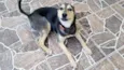 Belinha