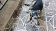 Belinha