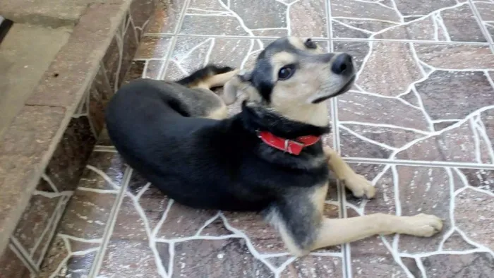 Cachorro ra a Rottweiler idade 2 a 6 meses nome Belinha