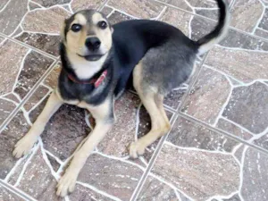 Cachorro raça Rottweiler idade 2 a 6 meses nome Belinha