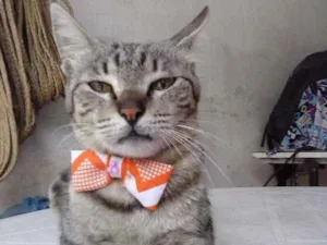 Gato raça European shorthair  idade 1 ano nome Jovem europeia