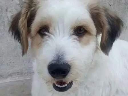 Cachorro ra a SRD idade 3 anos nome Scobby