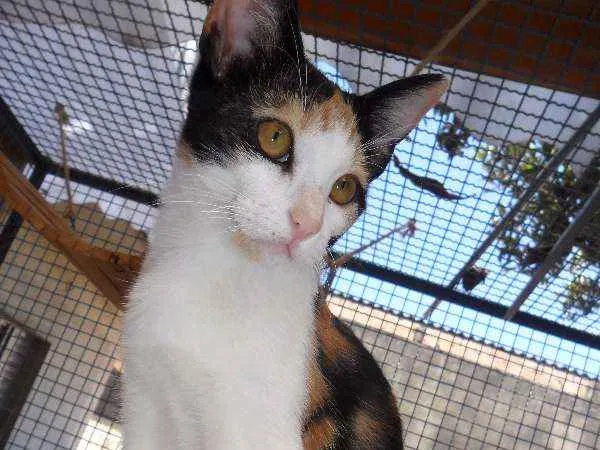Gato ra a  idade 7 a 11 meses nome Amêndoa
