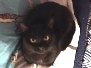 Gato raça Srd  idade 2 anos nome Meia noite