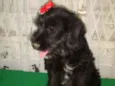 Pretinha