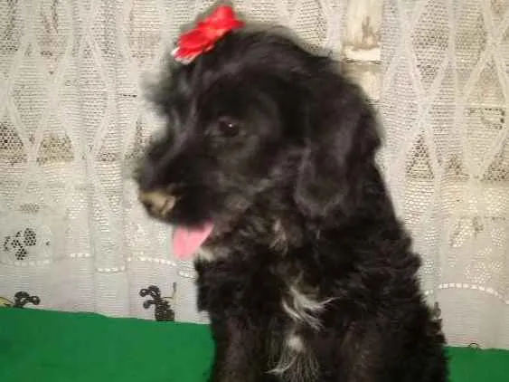 Cachorro ra a Misticha idade 2 a 6 meses nome Pretinha