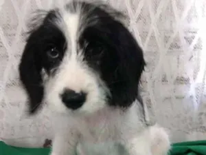 Cachorro raça Misticha idade 2 a 6 meses nome Maninho