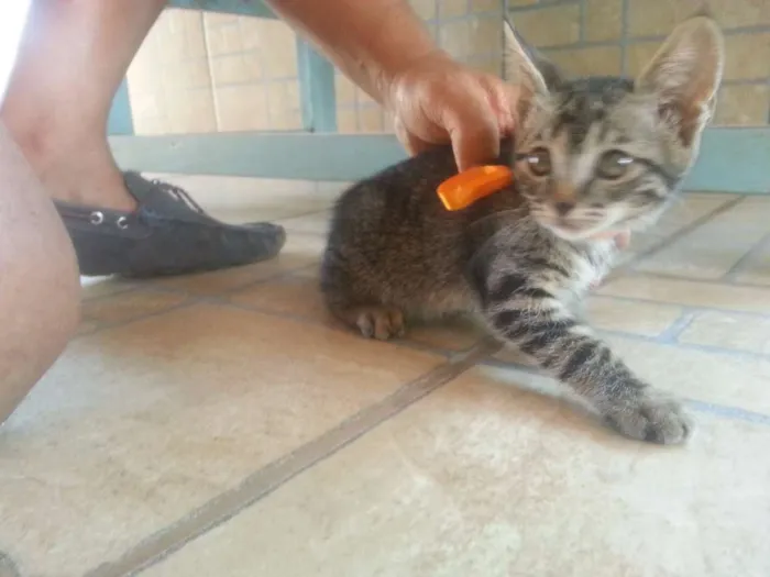Gato ra a Setter idade 2 a 6 meses nome Sem 