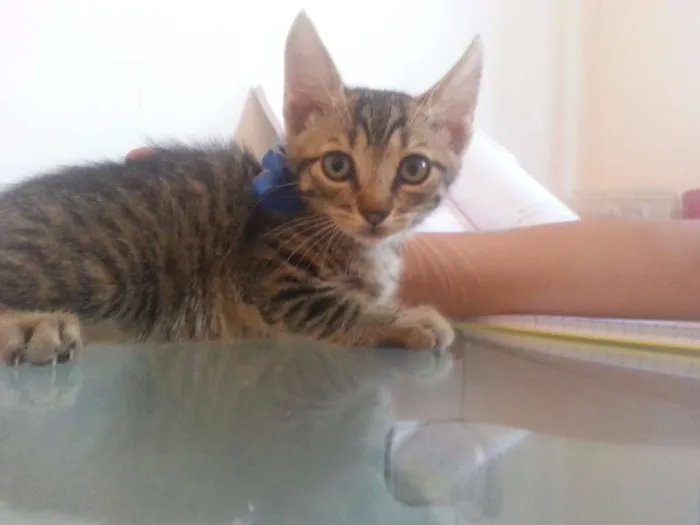 Gato ra a Setter idade 2 a 6 meses nome Sem 