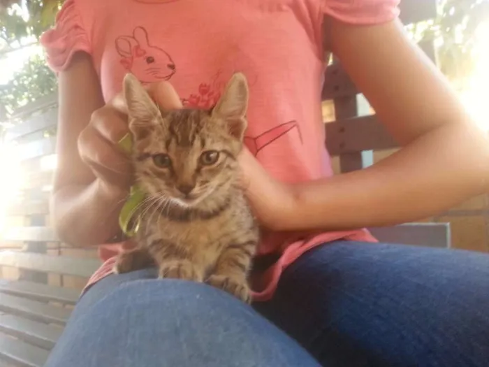 Gato ra a Setter idade 2 a 6 meses nome Sem 