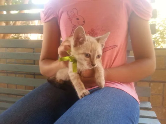 Gato ra a Setter idade 2 a 6 meses nome Sem 