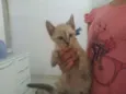 Sem 