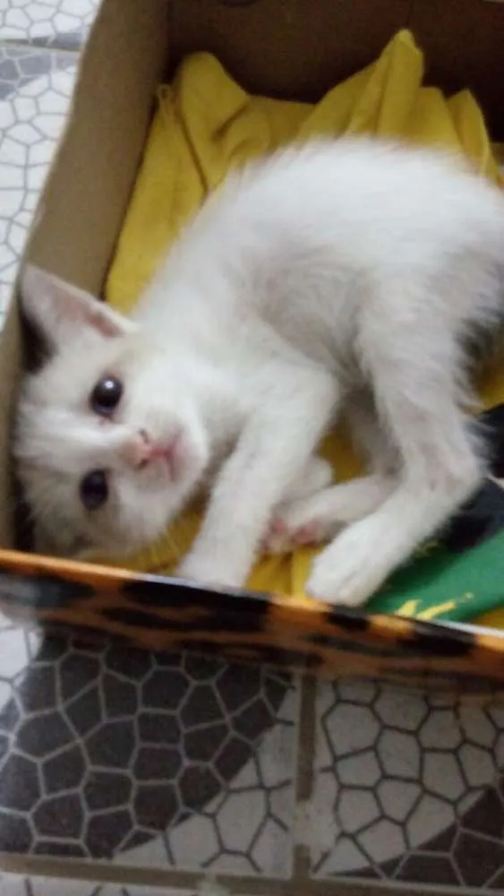 Gato ra a Vira-lata idade 2 a 6 meses nome Micael