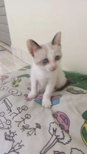 Gato raça Vira-lata idade 2 a 6 meses nome Micael