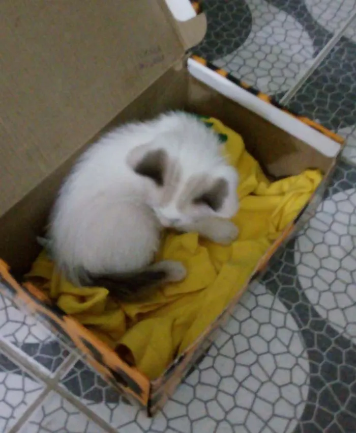 Gato ra a Vira-lata idade 2 a 6 meses nome Micael