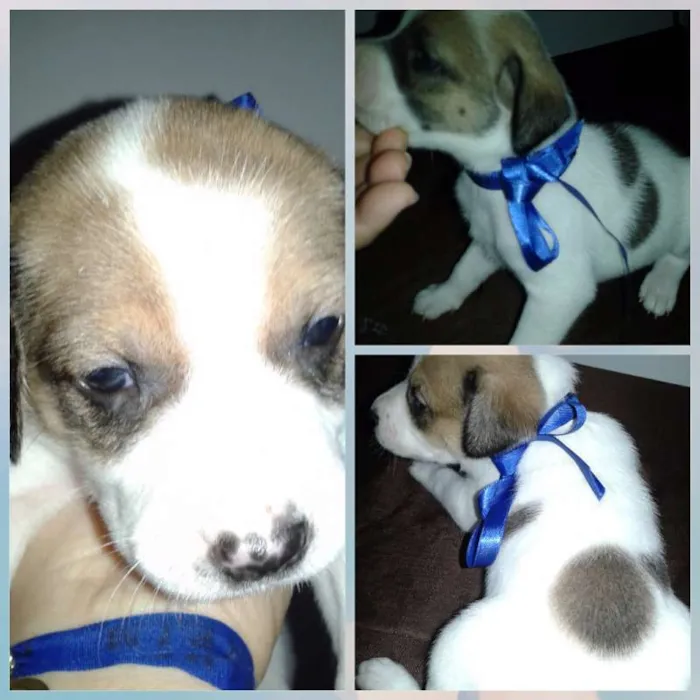 Cachorro raça RND idade Abaixo de 2 meses nome SEM NOMES