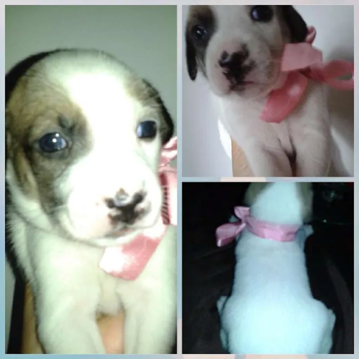 Cachorro raça RND idade Abaixo de 2 meses nome SEM NOMES