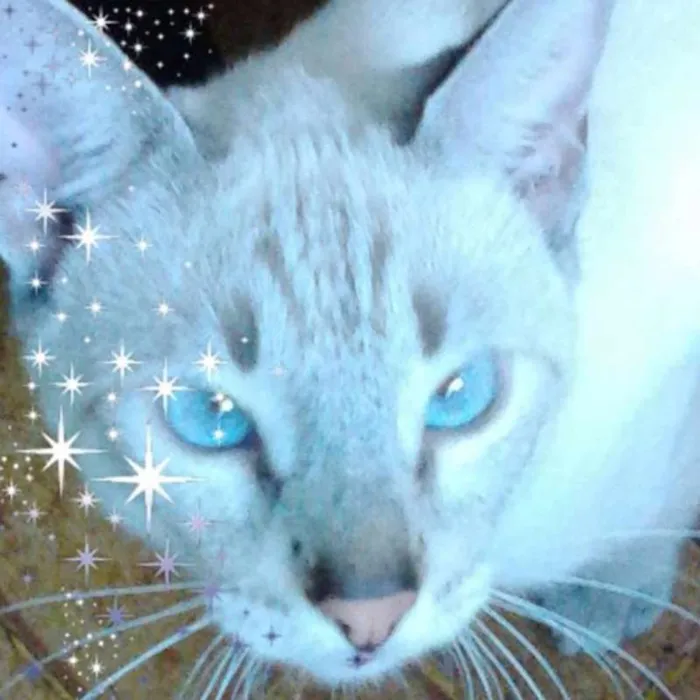 Gato raça BEGE TIGRADO idade 7 a 11 meses nome GALAK