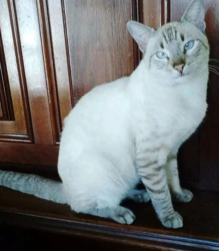 Gato raça BEGE TIGRADO idade 7 a 11 meses nome GALAK
