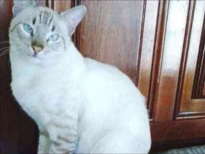 Gato raça BEGE TIGRADO idade 7 a 11 meses nome GALAK