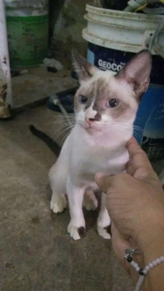 Gato ra a Vira lata idade 7 a 11 meses nome Ratinho 