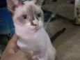 Ratinho 