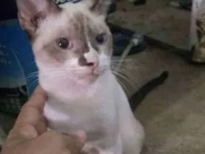 Gato raça Vira lata idade 7 a 11 meses nome Ratinho 