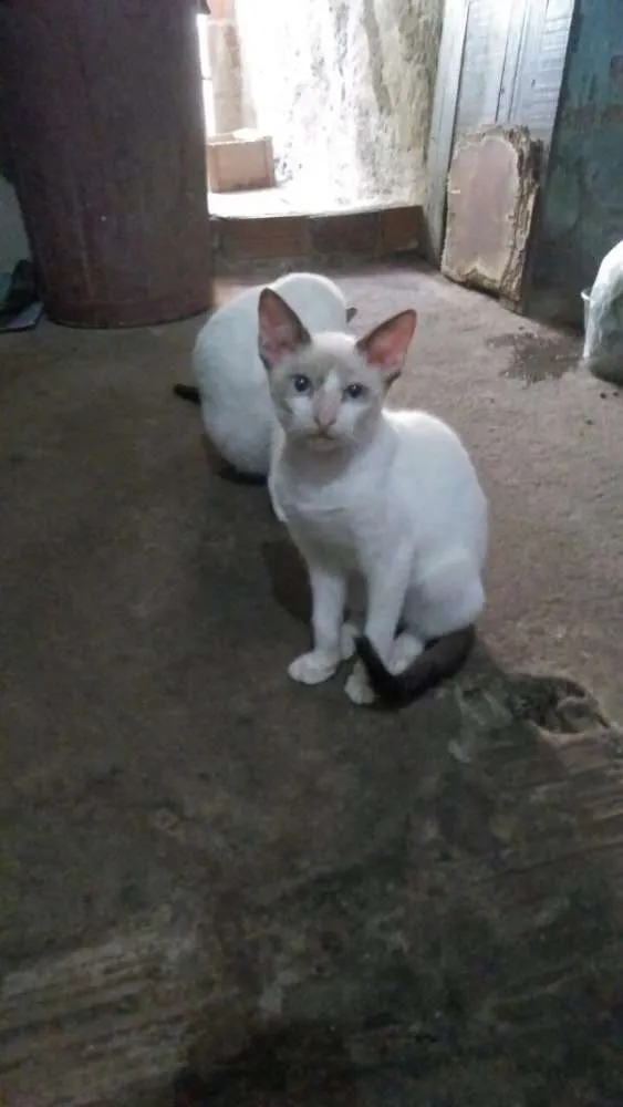 Gato ra a Vira lata  idade 7 a 11 meses nome Nariz de Fonfon