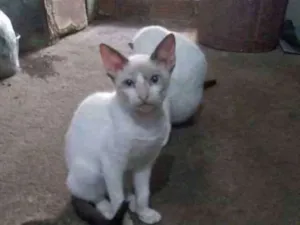 Gato raça Vira lata  idade 7 a 11 meses nome Nariz de Fonfon