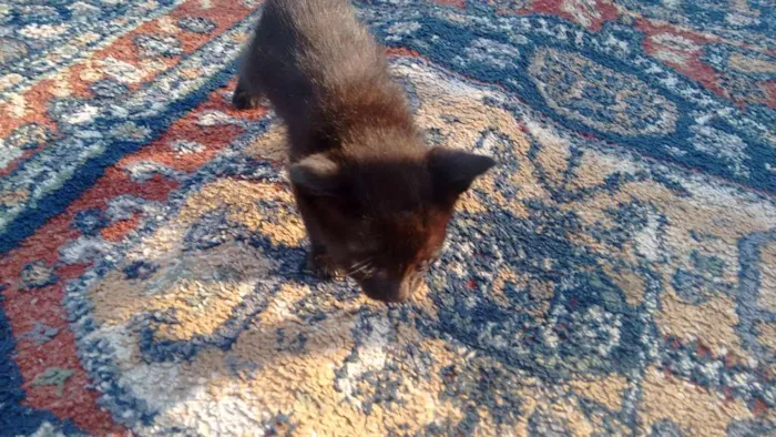 Gato ra a Vira lata idade Abaixo de 2 meses nome Ainda não tem nome