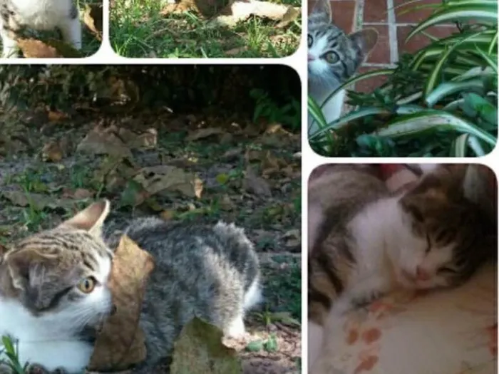 Gato ra a Srd idade 2 a 6 meses nome Tempestade