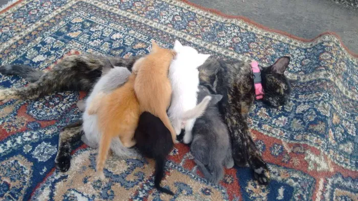 Gato ra a Vira lata idade Abaixo de 2 meses nome Ainda não tem nome