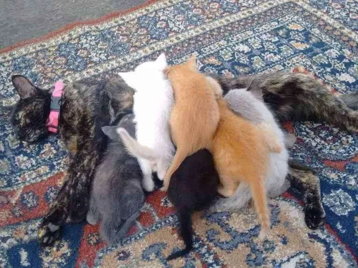 Gato ra a Vira lata idade Abaixo de 2 meses nome Ainda não tem nome