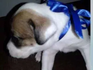 Cachorro raça RND idade Abaixo de 2 meses nome SEM NOMES