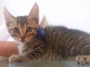 Gato raça Setter idade 2 a 6 meses nome Sem 