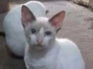 Gato ra a Vira lata  idade 7 a 11 meses nome Nariz de Fonfon