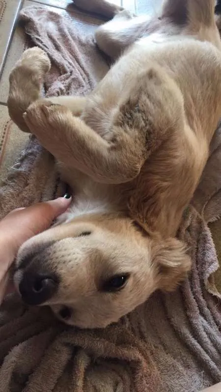 Cachorro ra a Vira-Lata idade 7 a 11 meses nome Sally