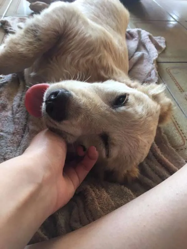 Cachorro ra a Vira-Lata idade 7 a 11 meses nome Sally