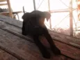 Mantis