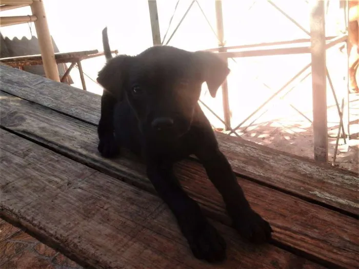 Cachorro ra a  idade 2 a 6 meses nome Mantis