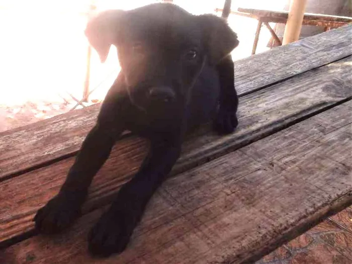 Cachorro ra a  idade 2 a 6 meses nome Mantis