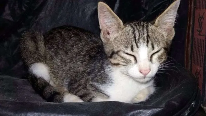 Gato ra a SRD idade Abaixo de 2 meses nome Estakato